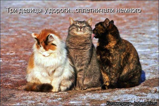 Три девицы у дороги...сплетничали немного... Котоматрица: Три девицы у дороги...сплетничали немного