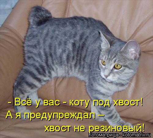 - Всё у вас - коту под хвост! А я предупреждал – хвост не резиновый!... Котоматрица: - Всё у вас - коту под хвост! А я предупреждал – хвост не резиновый!