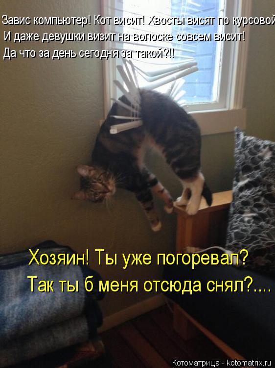 Завис компьютер! Кот висит! Хвосты висят по курсовой! И даже девушки визит на волоске совсем висит! Д... Котоматрица: Завис компьютер! Кот висит! Хвосты висят по курсовой! И даже девушки визит на волоске совсем висит! Да что за день сегодня за такой?!! Хозяин!
