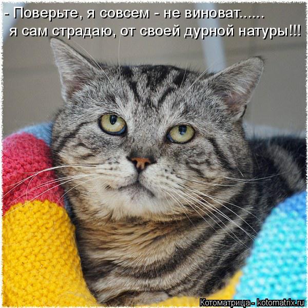 - Поверьте, я совсем - не виноват...... я сам страдаю, от своей дурной натуры!!!... Котоматрица: - Поверьте, я совсем - не виноват...... я сам страдаю, от своей дурной натуры!!!