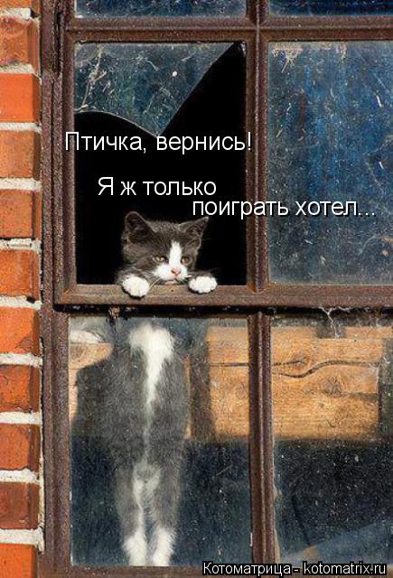 Птичка, вернись! Я ж только поиграть хотел...... Котоматрица: Птичка, вернись! Я ж только поиграть хотел...
