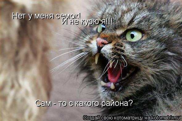 Нет у меня семок! И не курю я!!! Сам - то с какого района?... Котоматрица: Нет у меня семок! И не курю я!!! Сам - то с какого района?