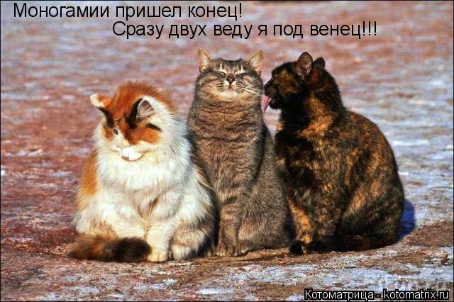 Моногамии пришел конец! Сразу двух веду я под венец!!!... Котоматрица: Моногамии пришел конец! Сразу двух веду я под венец!!!