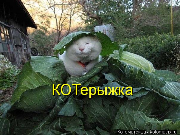 КОТерыжка... Котоматрица: КОТерыжка
