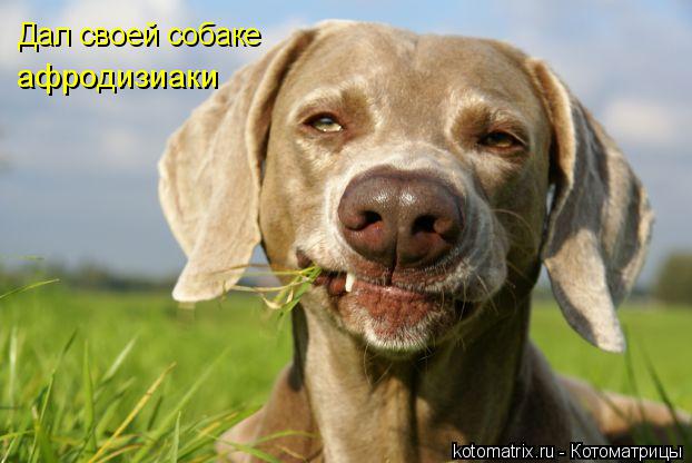 афродизиаки Дал своей собаке... Котоматрица: афродизиаки Дал своей собаке