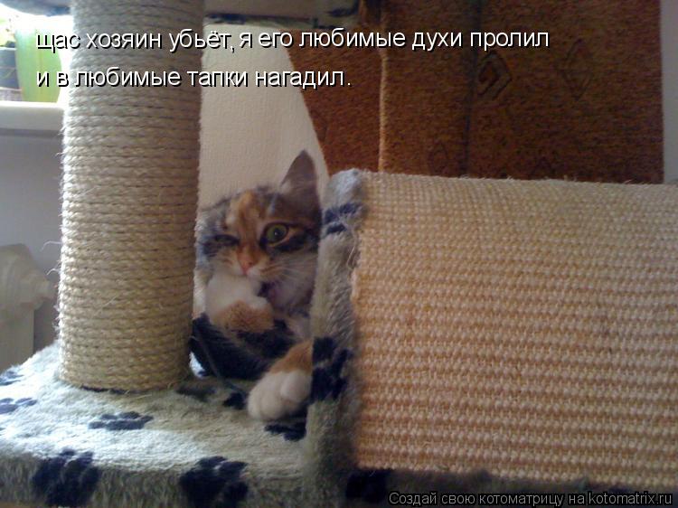 щас хозяин убьёт я его любимые духи пролил , и в любимые тапки нагадил .... Котоматрица: щас хозяин убьёт я его любимые духи пролил , и в любимые тапки нагадил .