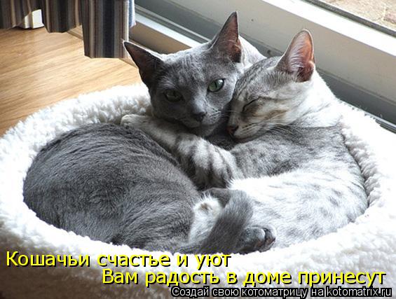 Кошачьи счастье и уют Вам радость в доме принесут... Котоматрица: Кошачьи счастье и уют Вам радость в доме принесут