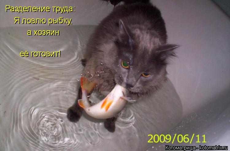 Разделение труда: я ловлю рыбку, а хозяин её готовит! Разделение труда: Я ловлю рыбку, а хозяин её ... Котоматрица: Разделение труда: я ловлю рыбку, а хозяин её готовит! Разделение труда: Я ловлю рыбку, а хозяин её готовит!