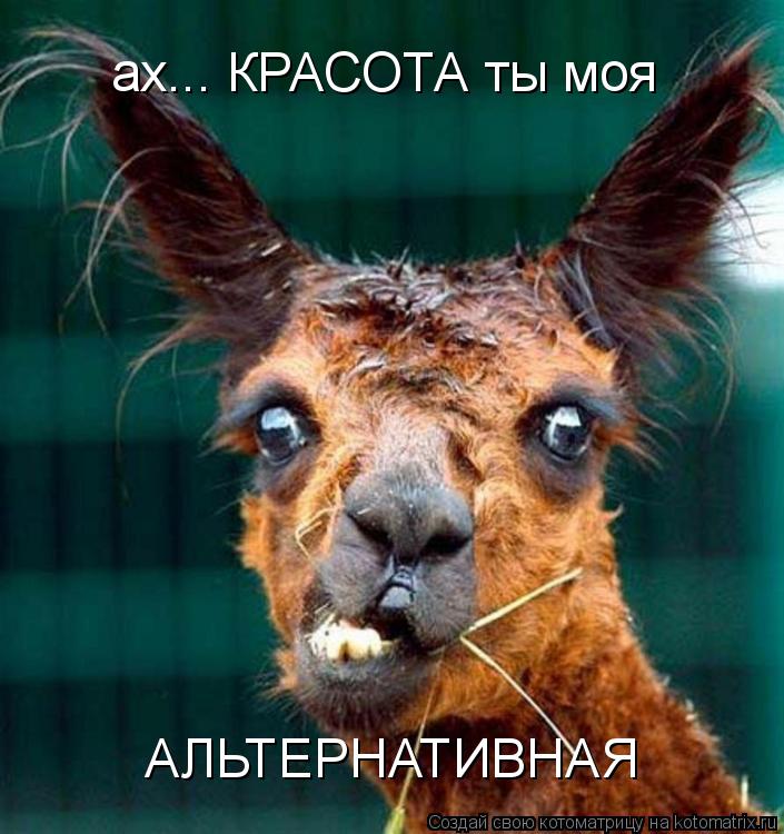 ах... КРАСОТА ты моя АЛЬТЕРНАТИВНАЯ... Котоматрица: ах... КРАСОТА ты моя АЛЬТЕРНАТИВНАЯ