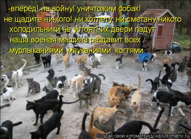 Котоматрица: -вперёд! на войну! уничтожим собак! не щадите ни-кого! ни котлету, ни сметану никого холодильники не устоят! их двери падут наша военая машина
