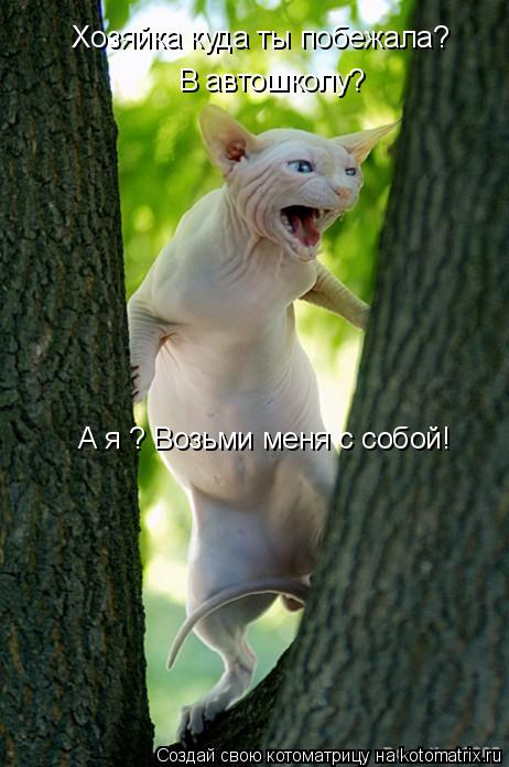 Котоматрица: Хозяйка куда ты побежала? Хозяйка куда ты побежала? В автошколу? А я ? Возьми меня с собой!
