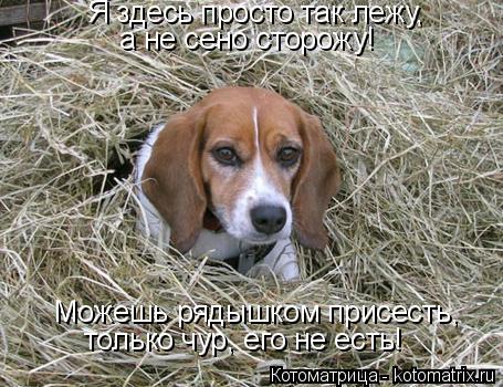 Я здесь просто так лежу, а не сено сторожу! Можешь рядышком присесть, только чур, его не есть!... Котоматрица: Я здесь просто так лежу, а не сено сторожу! Можешь рядышком присесть, только чур, его не есть!