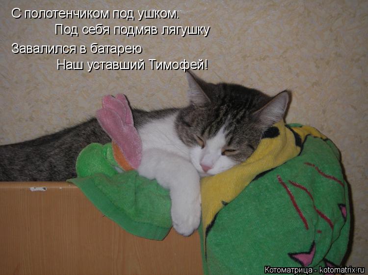 Котоматрица: С полотенчиком под ушком. Под себя подмяв лягушку Завалился в батарею Наш уставший Тимофей!