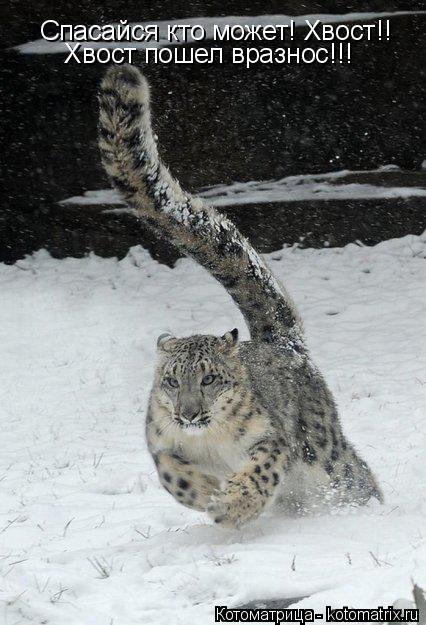 Котоматрица: Спасайся кто может! Хвост!!    Хвост пошел вразнос!!!
