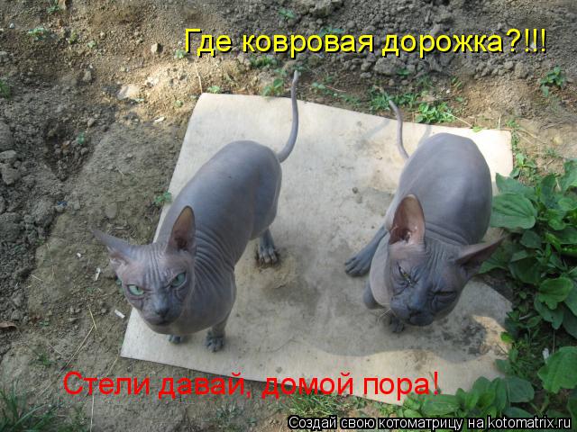 Котоматрица: Где ковровая дорожка?!!! Стели давай, домой пора!