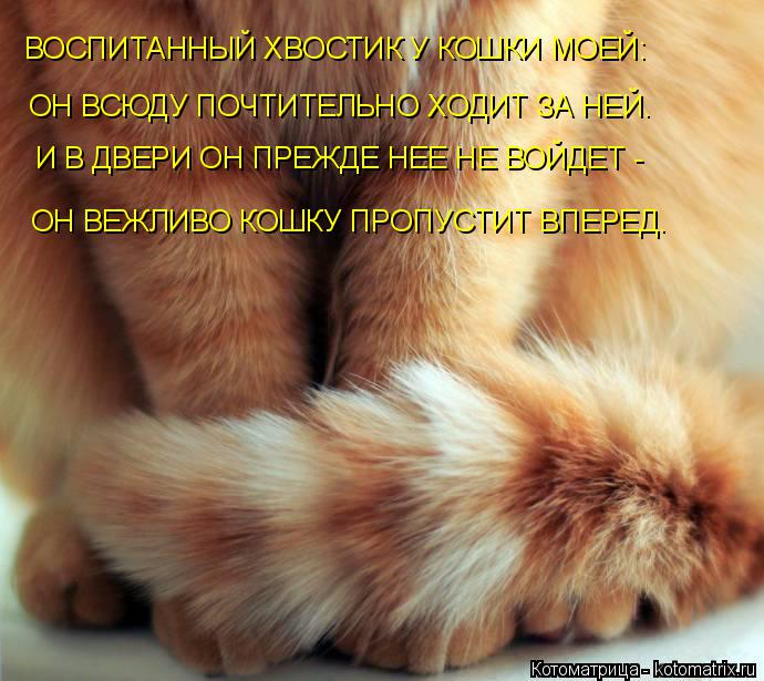 Котоматрица: ВОСПИТАННЫЙ ХВОСТИК У КОШКИ МОЕЙ: ОН ВСЮДУ ПОЧТИТЕЛЬНО ХОДИТ ЗА НЕЙ. И В ДВЕРИ ОН ПРЕЖДЕ НЕЕ НЕ ВОЙДЕТ - ОН ВЕЖЛИВО КОШКУ ПРОПУСТИТ ВПЕРЕД.