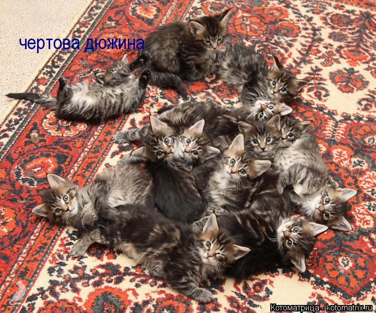чертова дюжина... Котоматрица: чертова дюжина
