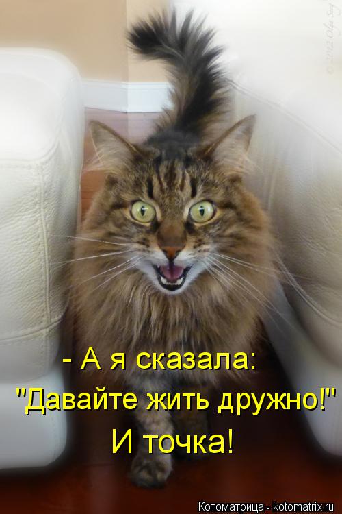 - А я сказала: "Давайте жить дружно!" И точка!... Котоматрица: - А я сказала: "Давайте жить дружно!" И точка!