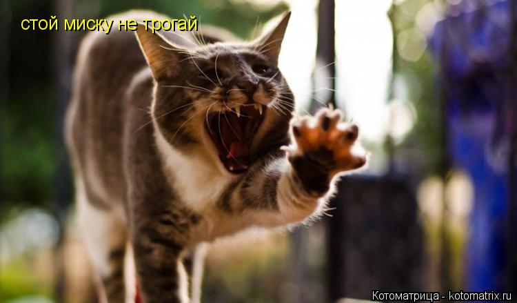 Котоматрица: стой миску не трогай