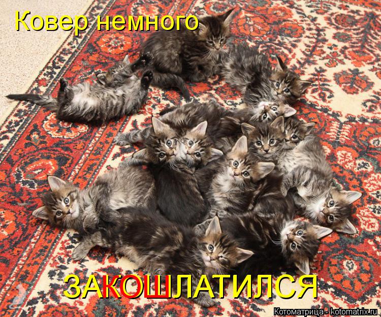 Ковер немного ЗАКОШЛАТИЛСЯ ЗАКОШЛАТИЛСЯ КОШ... Котоматрица: Ковер немного ЗАКОШЛАТИЛСЯ ЗАКОШЛАТИЛСЯ КОШ
