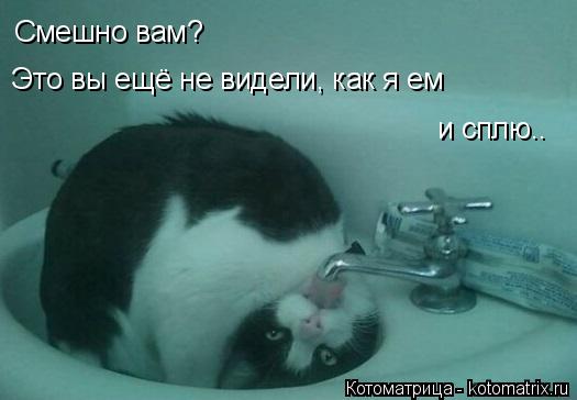 Смешно вам? Это вы ещё не видели, как я ем и сплю..... Котоматрица: Смешно вам? Это вы ещё не видели, как я ем и сплю..