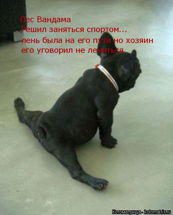 Пес Вандама Решил заняться спортом... лень была на его пути но хозяин его уговорил не лениться... Котоматрица: Пес Вандама Решил заняться спортом... лень была на его пути но хозяин его уговорил не лениться