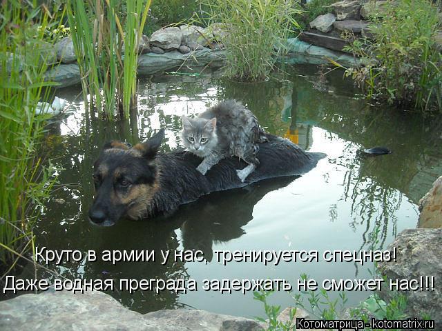 Котоматрица: Круто в армии у нас, тренируется спецназ! Даже водная преграда задержать не сможет нас!!!
