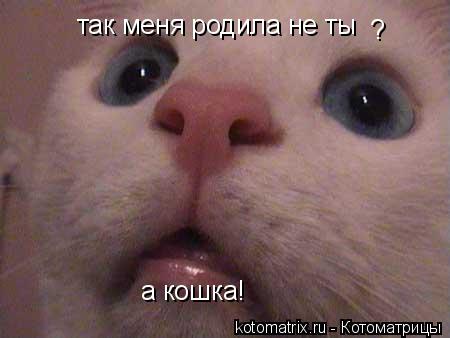 Котоматрица: так меня родила не ты  ? а кошка!