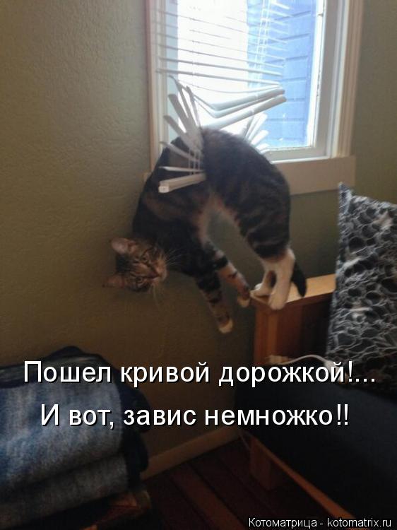 Котоматрица: Пошел кривой дорожкой!... И вот, завис немножко!!