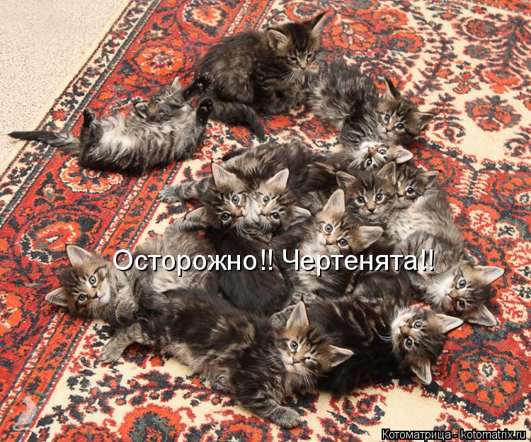 Котоматрица: Осторожно!! Чертенята!!