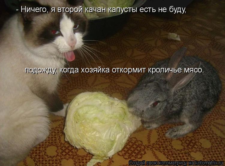 - Ничего, я второй качан капусты есть не буду, подожду, когда хозяйка откормит кроличье мясо.... Котоматрица: - Ничего, я второй качан капусты есть не буду, подожду, когда хозяйка откормит кроличье мясо.