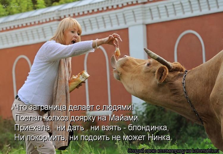 Приехала, ни дать , ни взять - блондинка, Ни покормить, ни подоить не может Нинка. Что заграница дел... Котоматрица: Приехала, ни дать , ни взять - блондинка, Ни покормить, ни подоить не может Нинка. Что заграница делает с людями! Послал колхоз доярку на Майа