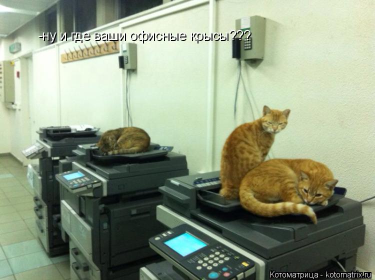 Котоматрица: -ну и где ваши офисные крысы???