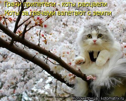Грачи прилетели - коты расцвели Коты за грачами взлетают с земли... Котоматрица: Грачи прилетели - коты расцвели Коты за грачами взлетают с земли
