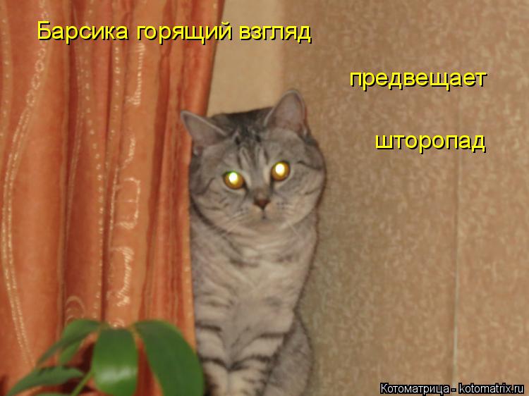 Барсика горящий взгляд предвещает шторопад... Котоматрица: Барсика горящий взгляд предвещает шторопад