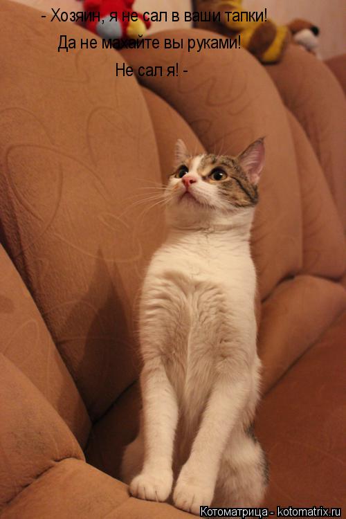 Котоматрица: - Хозяин, я не сал в ваши тапки! Да не махайте вы руками!  Не сал я! -