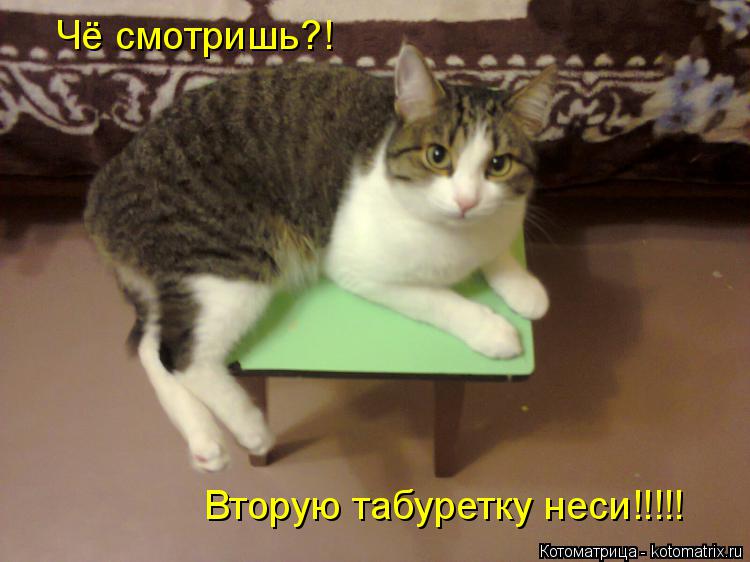 Чё смотришь?! Вторую табуретку неси!!!!!... Котоматрица: Чё смотришь?! Вторую табуретку неси!!!!!