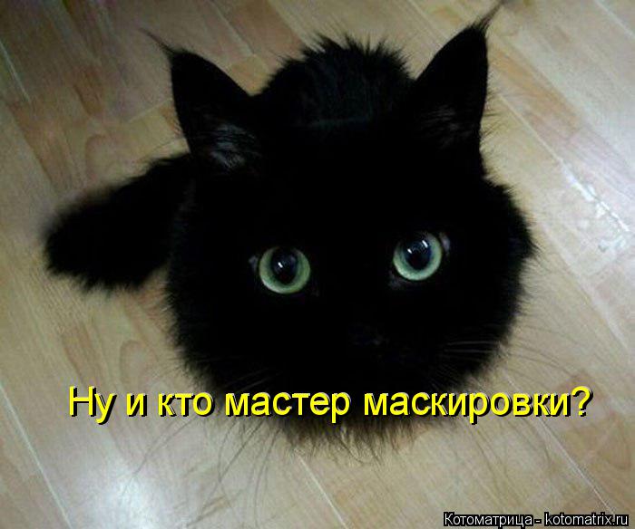 Котоматрица: Ну и кто мастер маскировки? Ну и кто мастер маскировки?