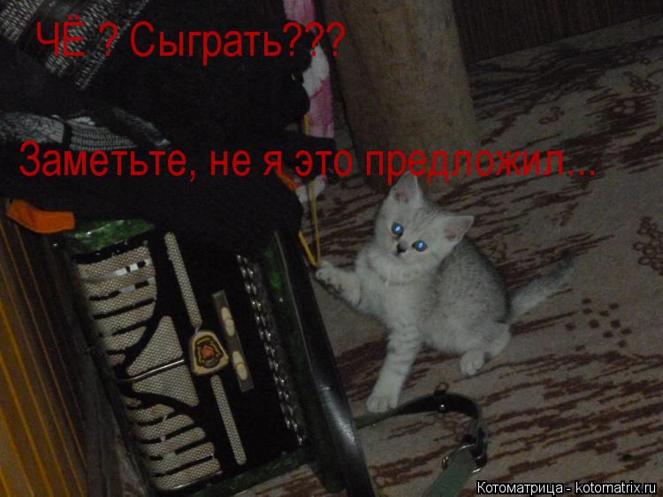 Котоматрица: ЧЁ ? Сыграть??? Заметьте, не я это предложил...