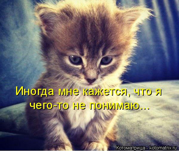 Иногда мне кажется, что я чего-то не понимаю...... Котоматрица: Иногда мне кажется, что я чего-то не понимаю...