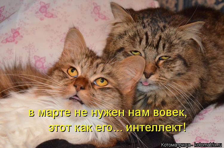 Котоматрица: в марте не нужен нам вовек,   этот как его... интеллект!