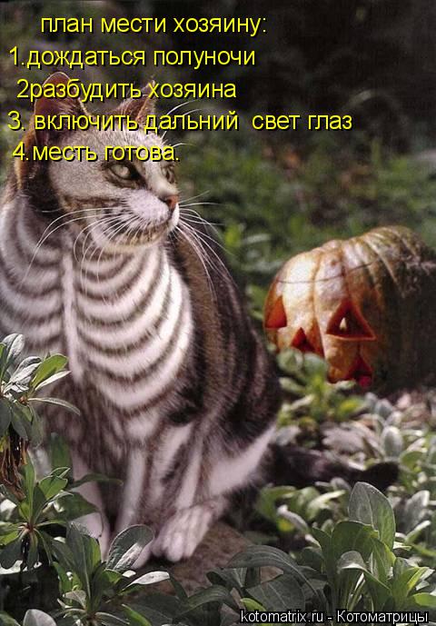 план мести хозяину: 1.дождаться полуночи 2разбудить хозяина 3. включить дальний свет глаз 4.месть г... Котоматрица: план мести хозяину: 1.дождаться полуночи 2разбудить хозяина 3. включить дальний свет глаз 4.месть готова.