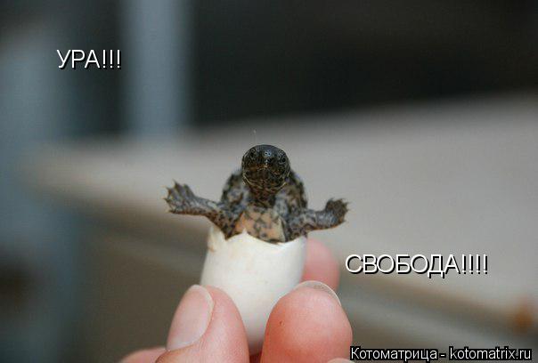 УРА!!! СВОБОДА!!!!... Котоматрица: УРА!!! СВОБОДА!!!!