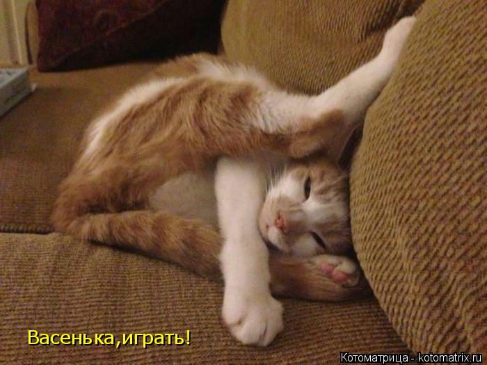 Котоматрица: Васенька,играть!