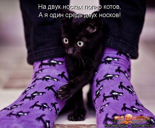 На двух носках полно котов, А я один средь двух носков!... Котоматрица: На двух носках полно котов, А я один средь двух носков!