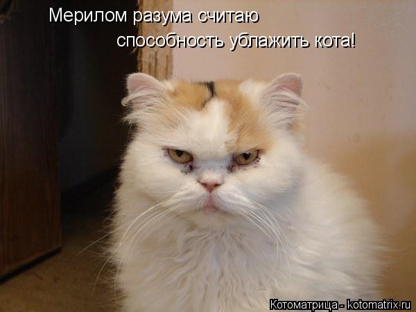 Мерилом разума считаю способность ублажить кота!... Котоматрица: Мерилом разума считаю способность ублажить кота!
