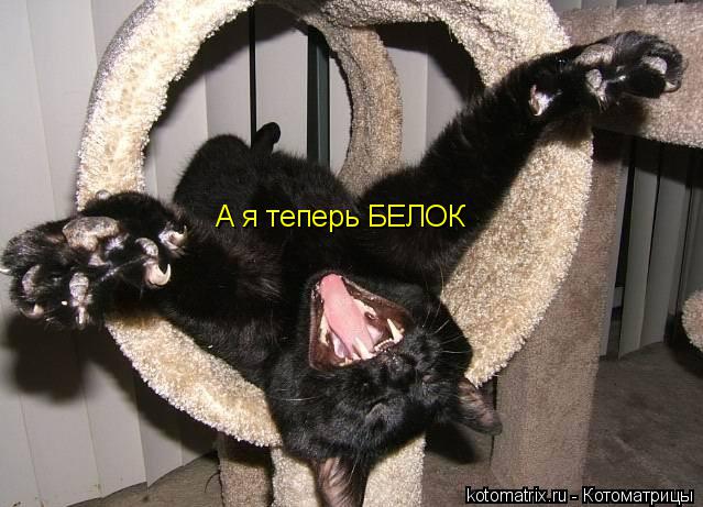 Котоматрица: А я теперь БЕЛОК