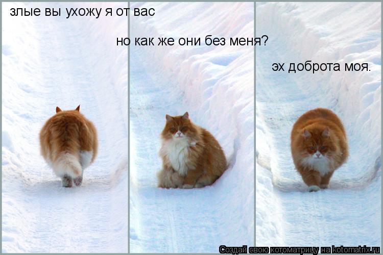 злые вы ухожу я от вас но как же они без меня? эх доброта моя.... Котоматрица: злые вы ухожу я от вас но как же они без меня? эх доброта моя.