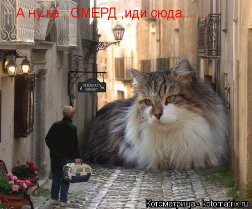 Котоматрица: А ну ка , СМЕРД ,иди сюда........