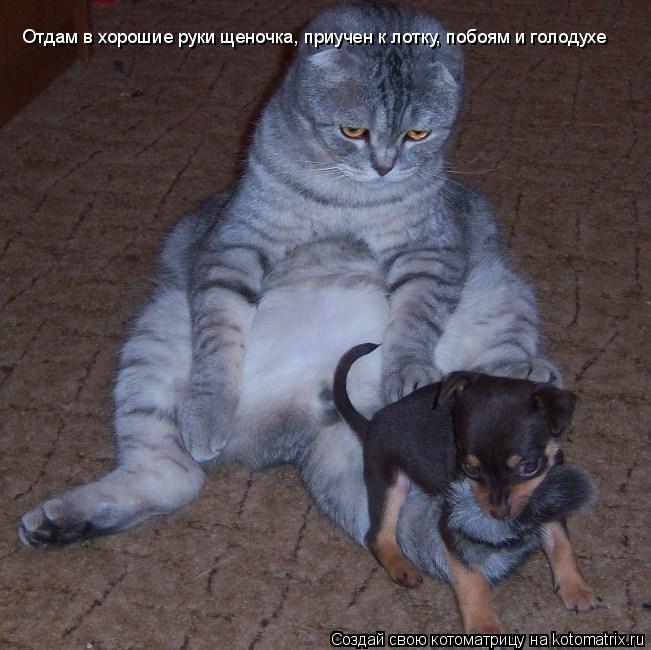 Отдам в хорошие руки щеночка, приучен к лотку, побоям и голодухе... Котоматрица: Отдам в хорошие руки щеночка, приучен к лотку, побоям и голодухе